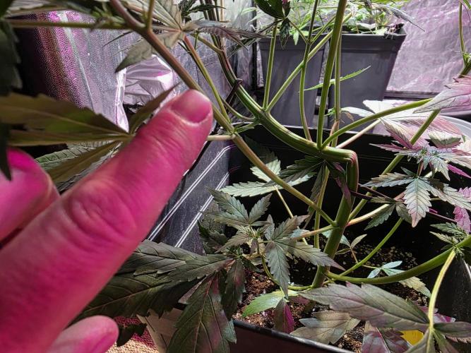 Sensi batch small budget - old equipment. Week 6