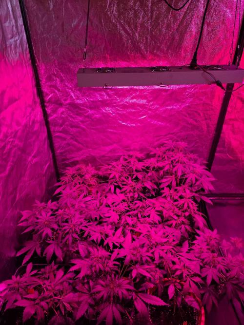 Sensi batch small budget - old equipment. Week 6