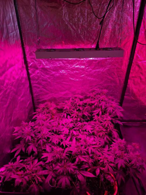 Sensi batch small budget - old equipment. Week 6