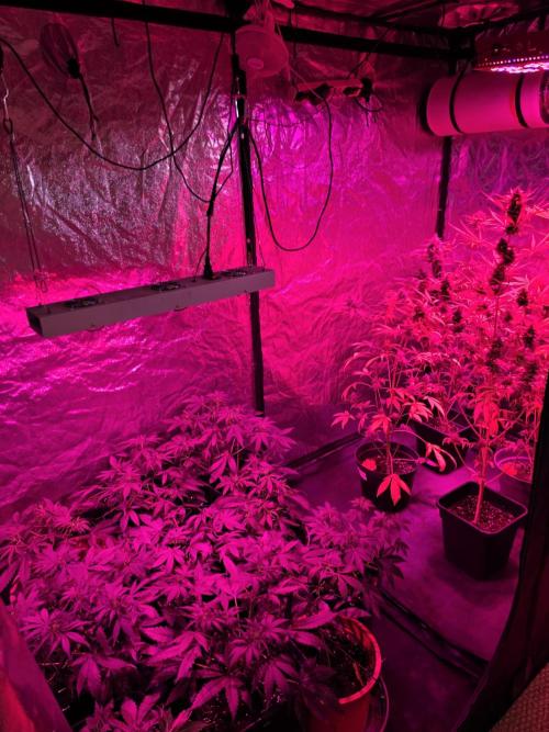 Sensi batch small budget - old equipment. Week 6