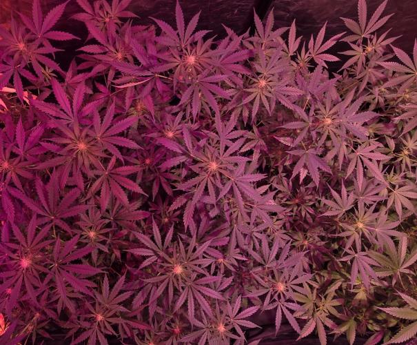 Sensi batch small budget - old equipment. Week 8
