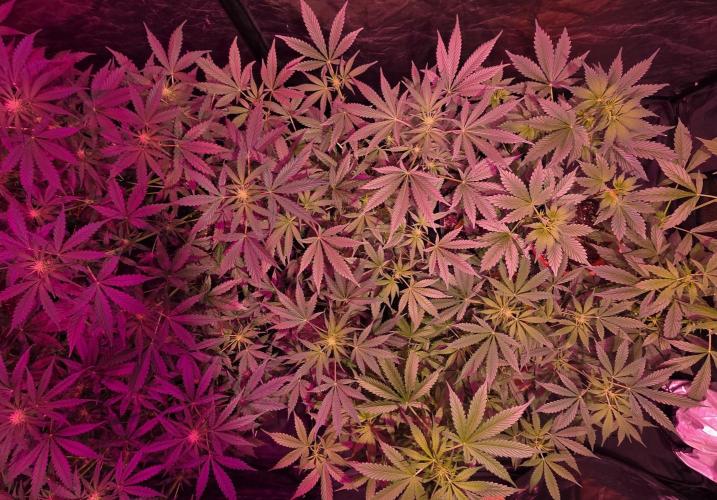 Sensi batch small budget - old equipment. Week 8