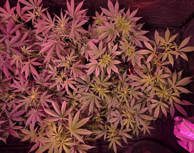 Sensi batch small budget - old equipment. Week 8
