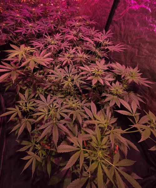 Sensi batch small budget - old equipment. Week 8