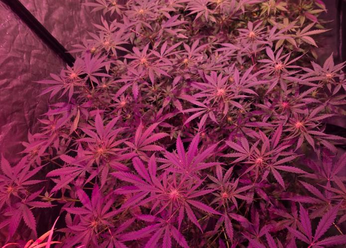 Sensi batch small budget - old equipment. Week 8