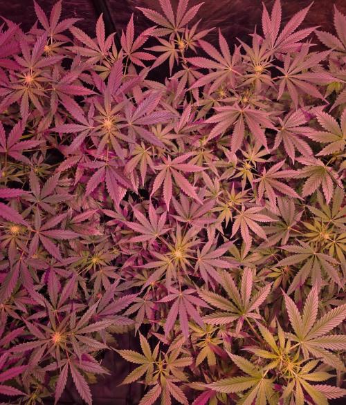 Sensi batch small budget - old equipment. Week 8