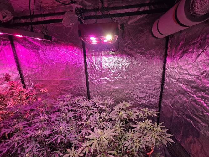 Sensi batch small budget - old equipment. Week 8