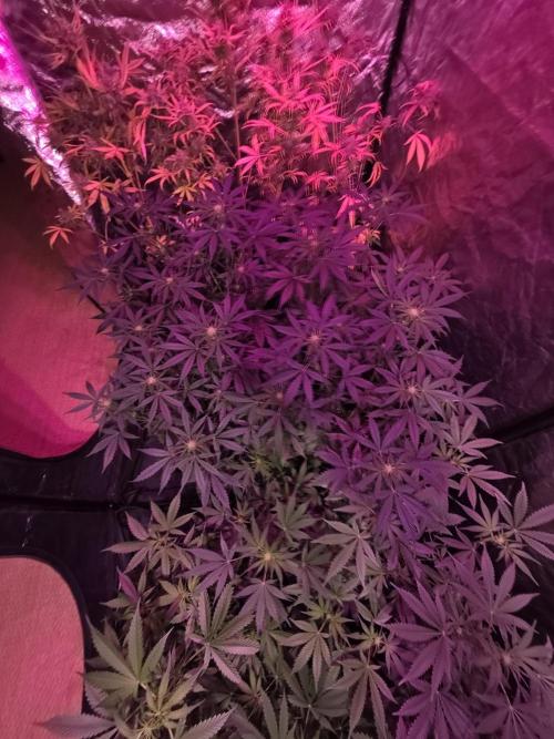 Sensi batch small budget - old equipment. Week 8