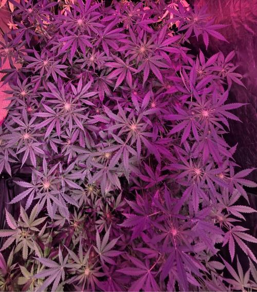 Sensi batch small budget - old equipment. Week 8