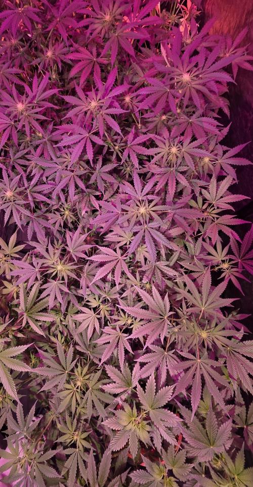 Sensi batch small budget - old equipment. Week 8