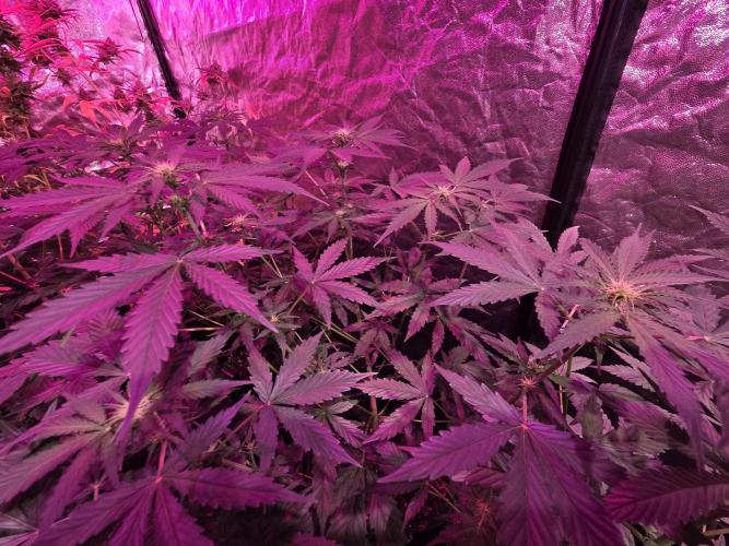 Sensi batch small budget - old equipment. Week 8