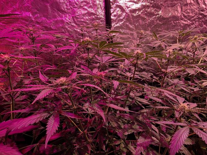 Sensi batch small budget - old equipment. Week 8