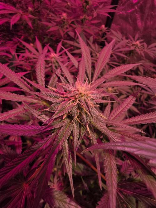 Sensi batch small budget - old equipment. Week 9