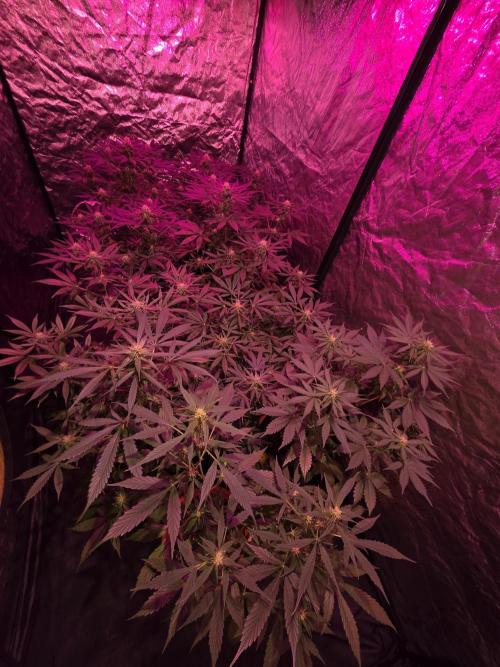 Sensi batch small budget - old equipment. Week 9