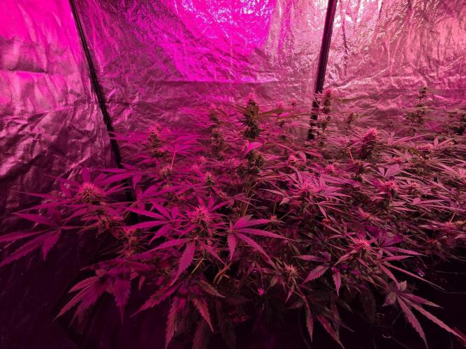 Sensi batch small budget - old equipment. Week 9