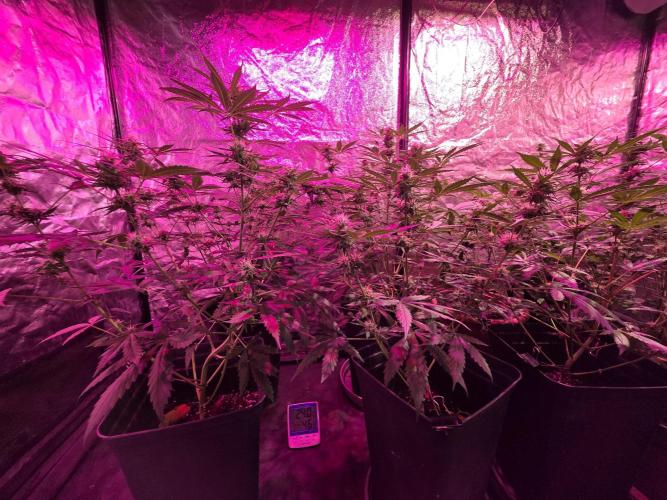Sensi batch small budget - old equipment. Week 9