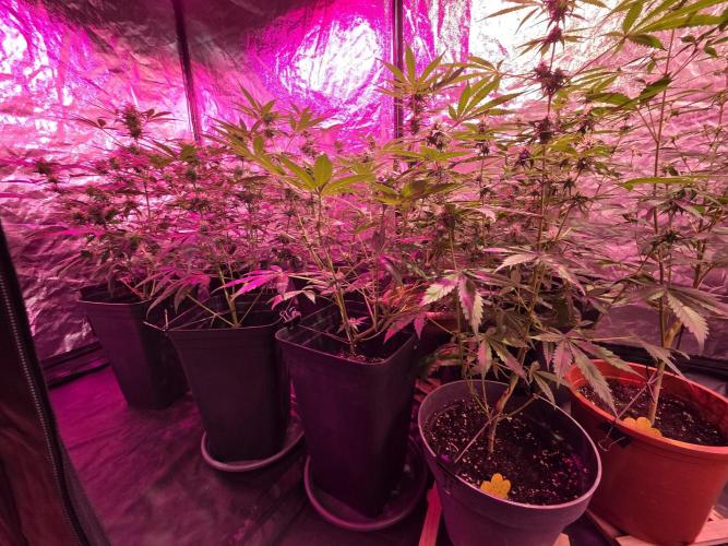 Sensi batch small budget - old equipment. Week 9