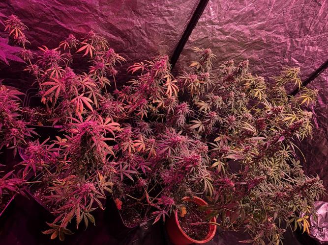 Sensi batch small budget - old equipment. Week 13