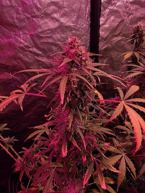 Sensi batch small budget - old equipment. Week 13