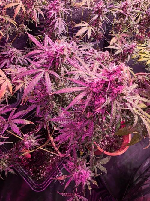 Sensi batch small budget - old equipment. Week 13