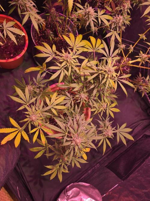Sensi batch small budget - old equipment. Week 13
