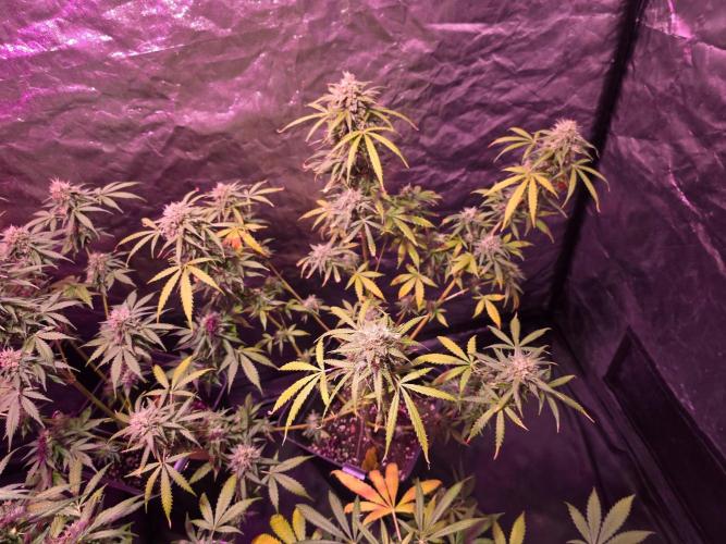 Sensi batch small budget - old equipment. Week 13