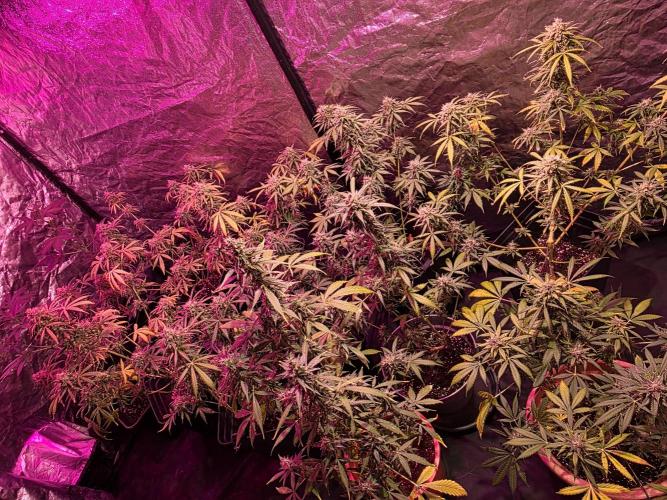 Sensi batch small budget - old equipment. Week 13