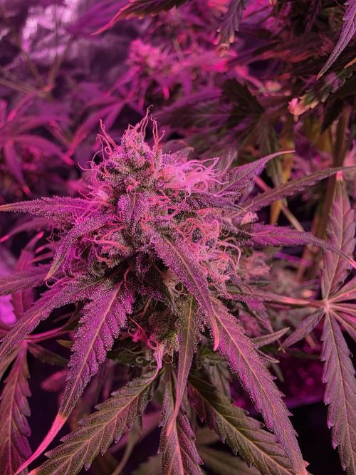 Sensi batch small budget - old equipment. Week 13