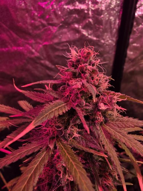 Sensi batch small budget - old equipment. Week 13