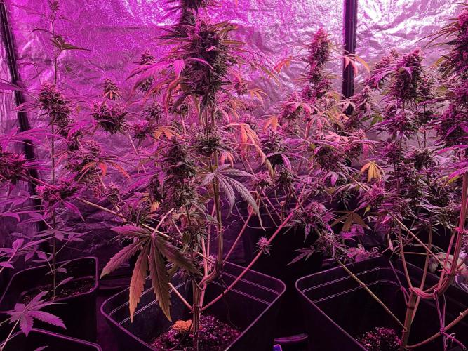 Sensi batch small budget - old equipment. Week 13