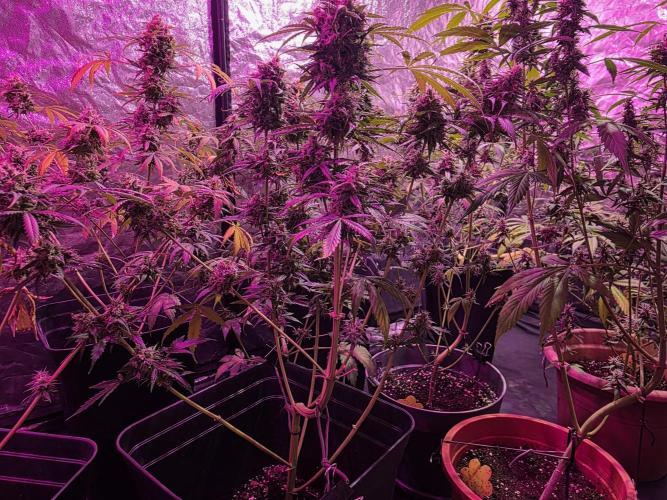 Sensi batch small budget - old equipment. Week 13