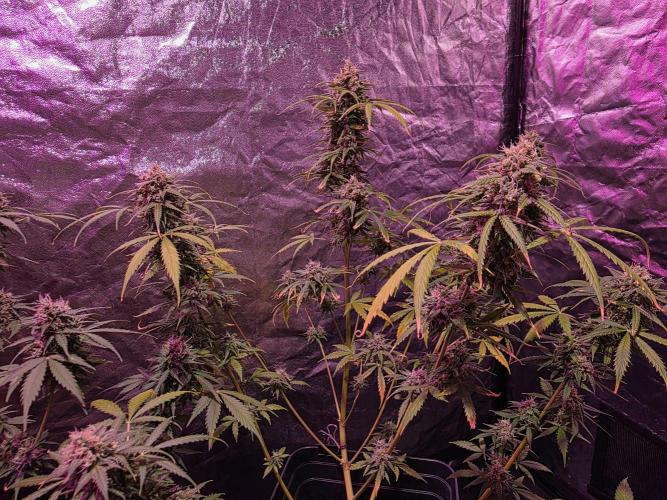 Sensi batch small budget - old equipment. Week 13