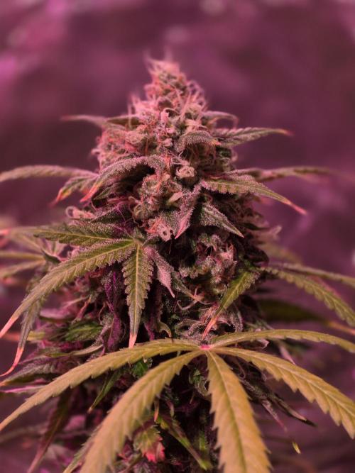 Sensi batch small budget - old equipment. Week 13