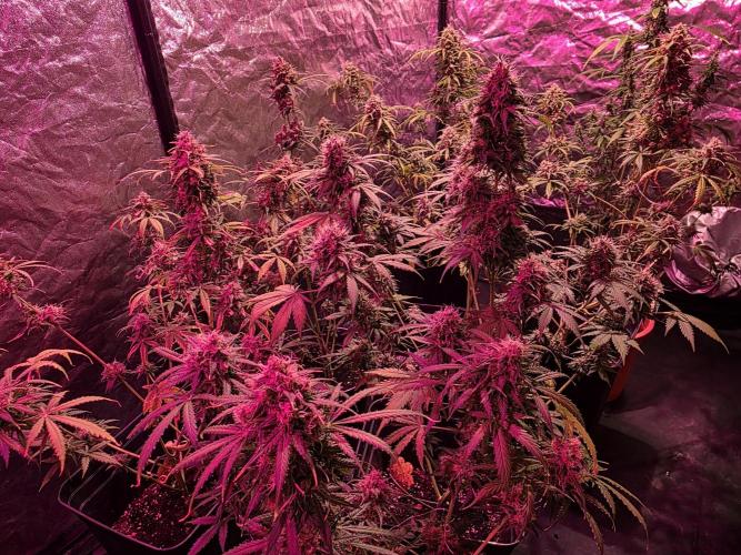 Sensi batch small budget - old equipment. Week 14 - The Field