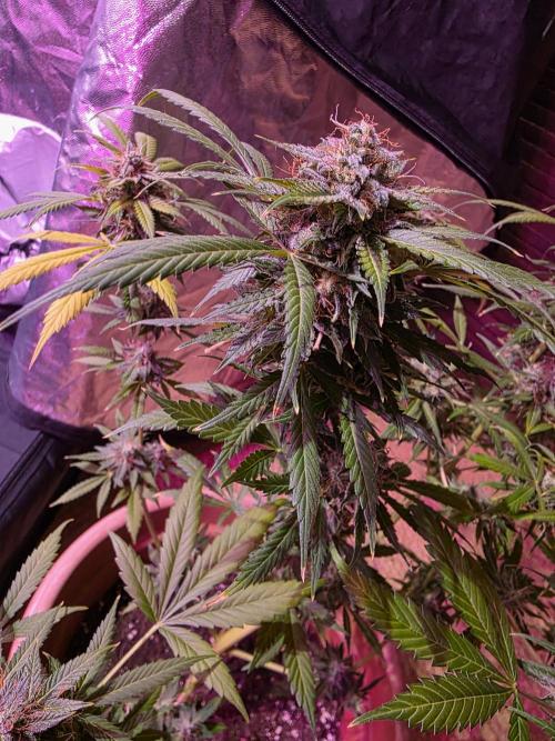 Sensi batch small budget - old equipment. Week 14 - Amnesia XXL