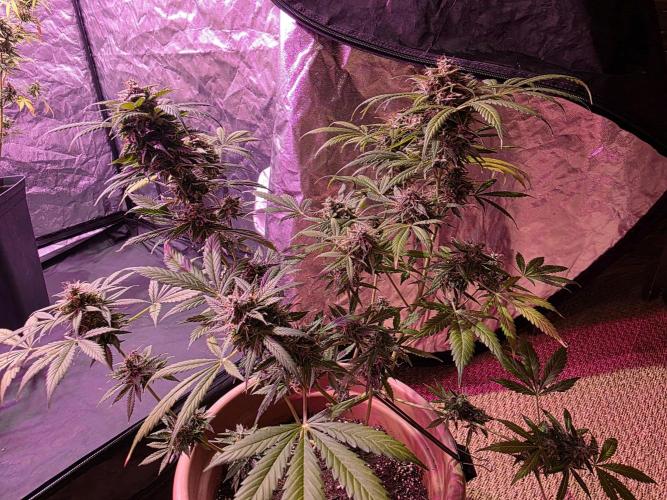 Sensi batch small budget - old equipment. Week 14 - Amnesia XXL