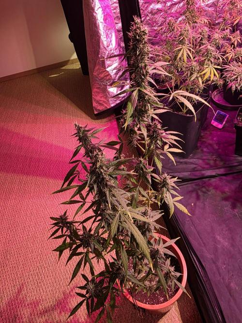 Sensi batch small budget - old equipment. Week 14 - Amnesia XXL - late