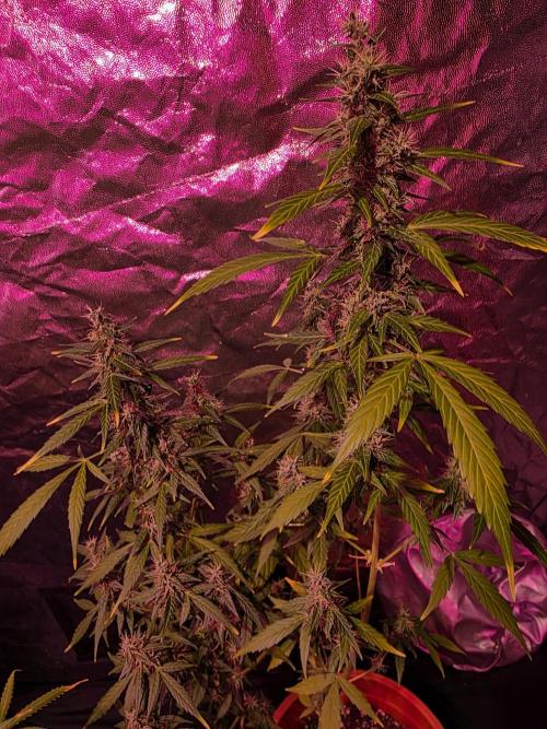 Sensi batch small budget - old equipment. Week 14 - Amnesia XXL - late
