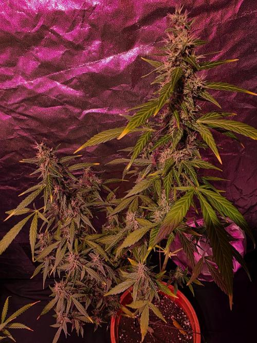 Sensi batch small budget - old equipment. Week 14 - Amnesia XXL - late