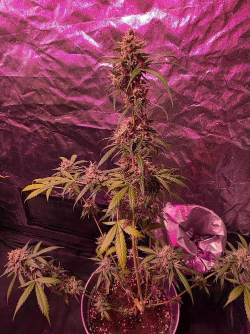 Sensi batch small budget - old equipment. Week 14 - Amnesia XXL