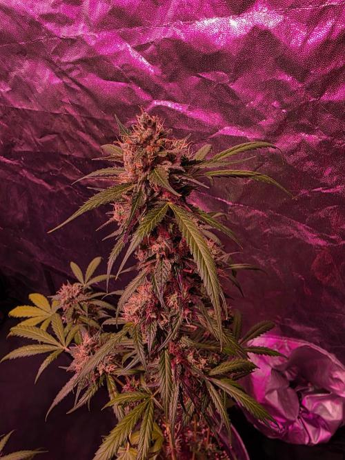 Sensi batch small budget - old equipment. Week 14 - Amnesia XXL