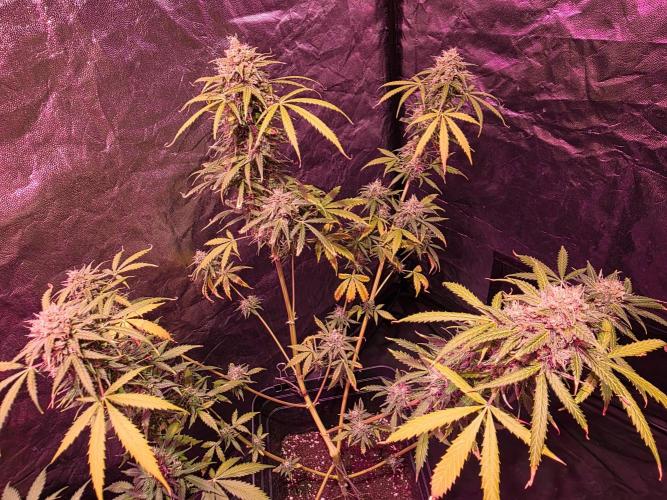 Sensi batch small budget - old equipment. Week 14 - Supreme