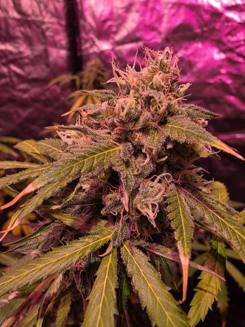 Sensi batch small budget - old equipment. Week 14 - Supreme
