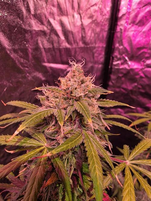 Sensi batch small budget - old equipment. Week 14 - Supreme