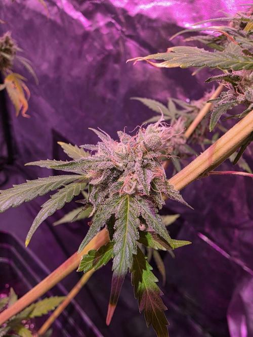 Sensi batch small budget - old equipment. Week 14 - Supreme
