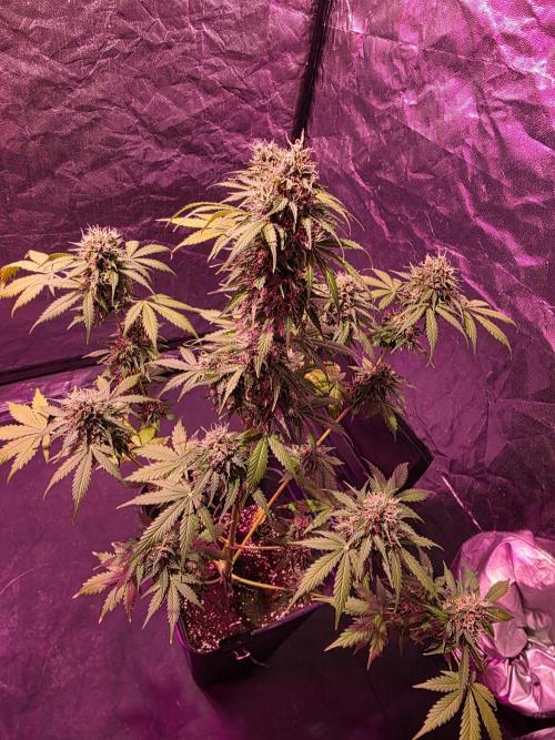 Sensi batch small budget - old equipment. Week 14 - Amnesia XXL