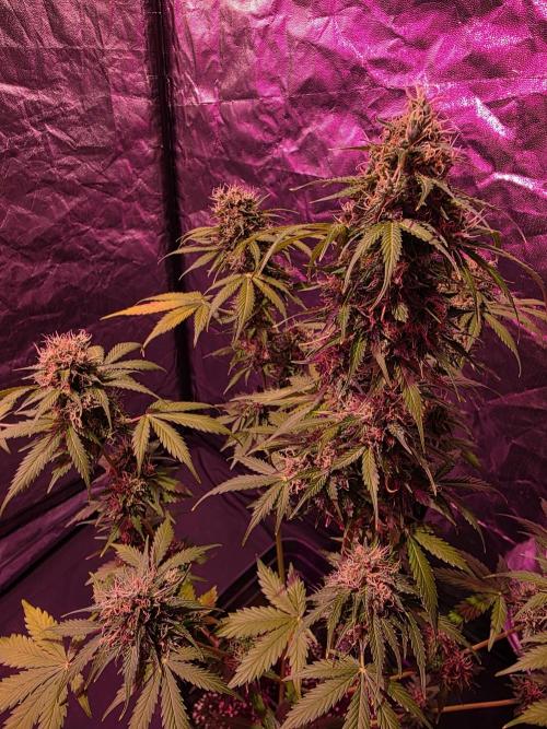Sensi batch small budget - old equipment. Week 14 - Amnesia XXL