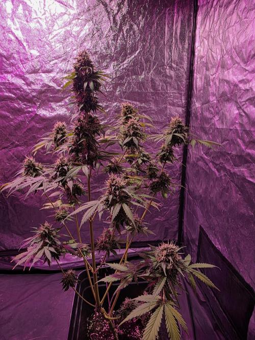 Sensi batch small budget - old equipment. Week 14 - Supreme