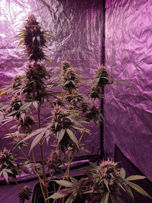 Sensi batch small budget - old equipment. Week 14 - Supreme