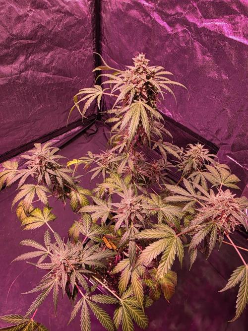Sensi batch small budget - old equipment. Week 14 - Supreme